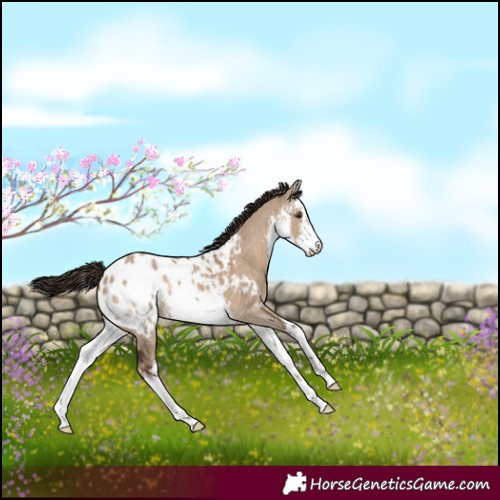 Horse Color:White Spotted Liver Red Dun Appaloosa 