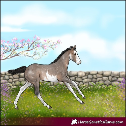 Horse Color:White Spotted Brown Dun 