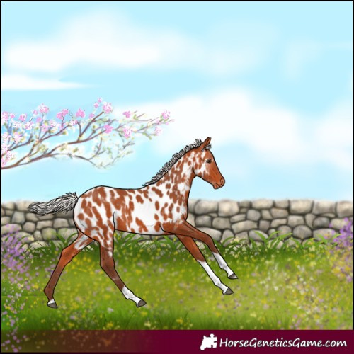 Horse Color:Silver Bay Tobiano Near Leopard Rabicano 