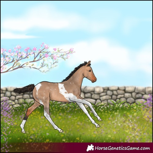 Horse Color:Bay Dun Tobiano Rabicano 