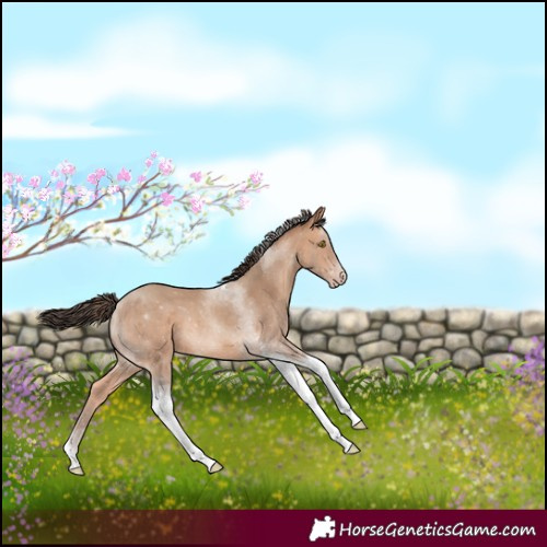 Horse Color:Amber Champagne Tobiano 