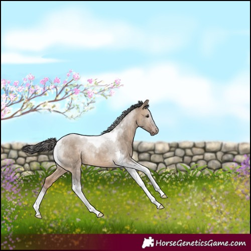 Horse Color:Bay Dun Tobiano 