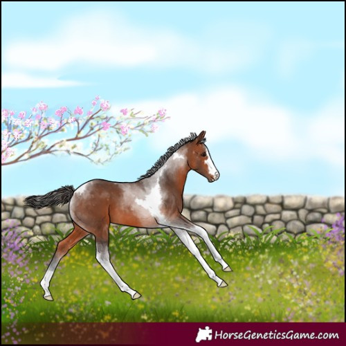 Horse Color:Bay Tobiano 