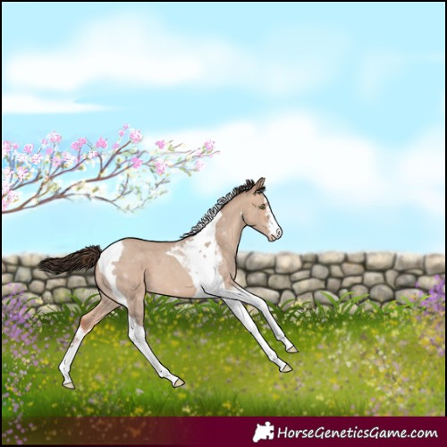 Horse Color:Amber Champagne Dun Tobiano 