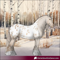 Horse Color:Chocolate Palomino Dun Appaloosa