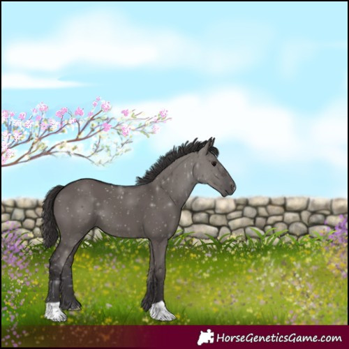 Horse Color:Smoky Grullo 