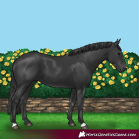 Horse Color:Black 