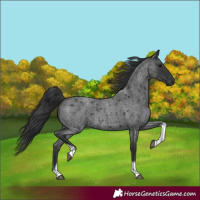Horse Color:Blue Roan Tobiano 