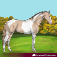 Horse Color:Perlino Tobiano 