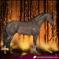 Horse Color:Brown Dun Tobiano Rabicano