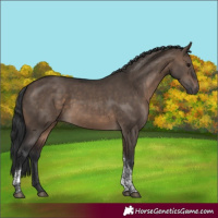 Horse Color:Brown Dun Tobiano Rabicano