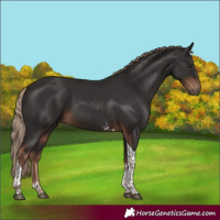 Horse Color:Liver Chestnut Sabino Tobiano 