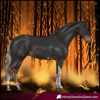 Horse Color:Liver Chestnut Sabino Tobiano