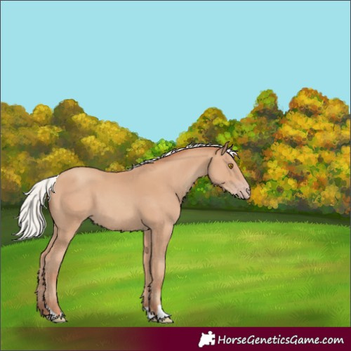 Horse Color:Silver Classic Champagne