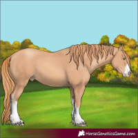 Horse Color:White Spotted Gold Champagne 