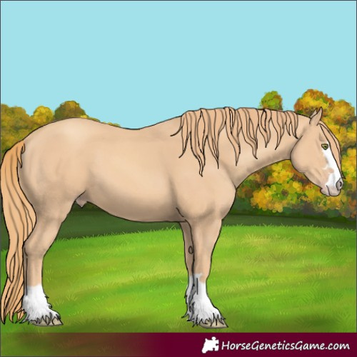 Horse Color:Gold Champagne 