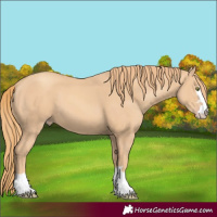 Horse Color:Gold Champagne 
