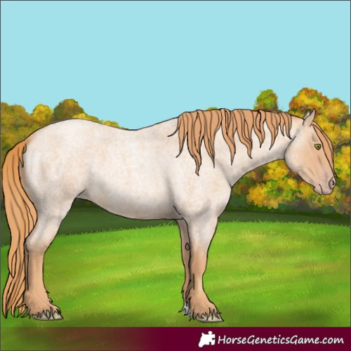 Horse Color:Gold Champagne Roan 