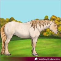 Horse Color:Gold Champagne Roan