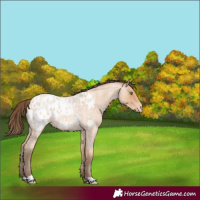 Horse Color:Amber Champagne Roan Appaloosa 