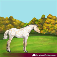 Horse Color:Palomino Roan Near Leopard