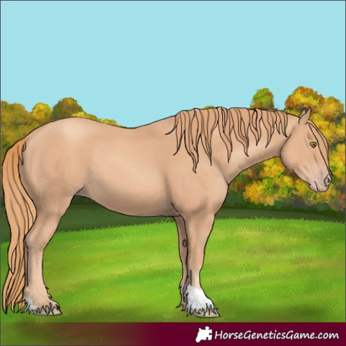 Horse Color:Gold Champagne 
