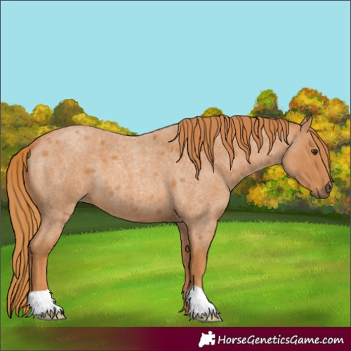 Horse Color:Red Roan