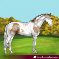 Horse Color:Chocolate Palomino Splash Tobiano 