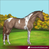 Horse Color:Liver Red Dun Tobiano Rabicano 