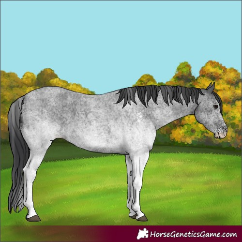 Horse Color:White Spotted Blue Roan 