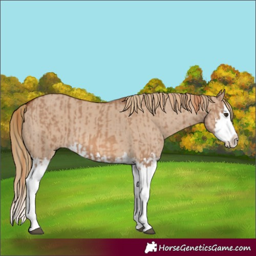 Horse Color:Red Dun Splash  and Red Dun Splash 