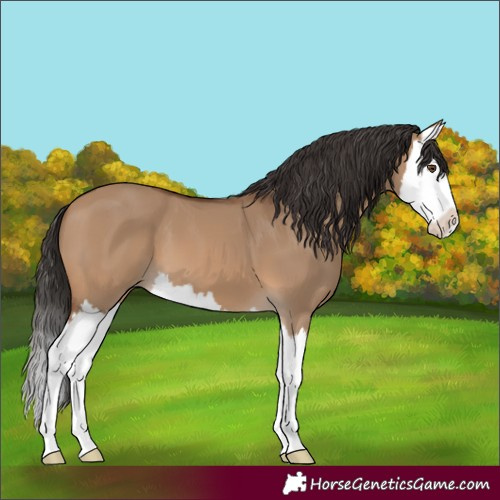 Horse Color:Bay Dun Splash 