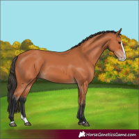 Horse Color:Bay Splash 
