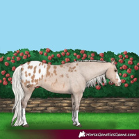 Horse Color:Silver Brown Dun Blanket