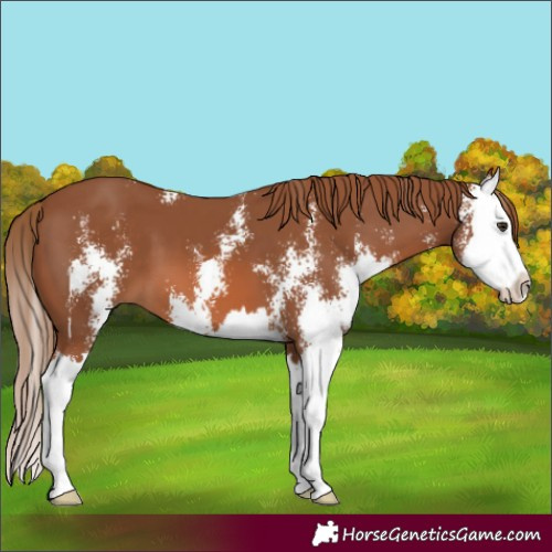 Horse Color:Chestnut Sabino Splash 