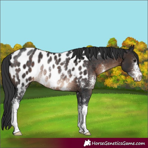 Horse Color:Brown Sabino Appaloosa Rabicano 