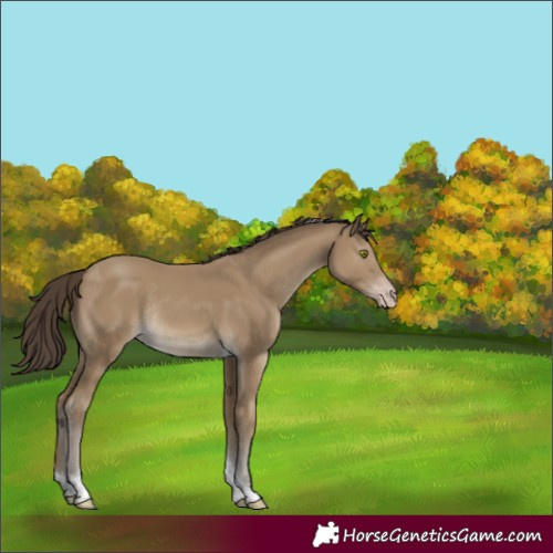 Horse Color:Classic Cream Champagne Tobiano Rabicano