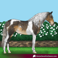 Horse Color:Silver Buckskin Tobiano Rabicano