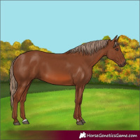 Horse Color:Chestnut 