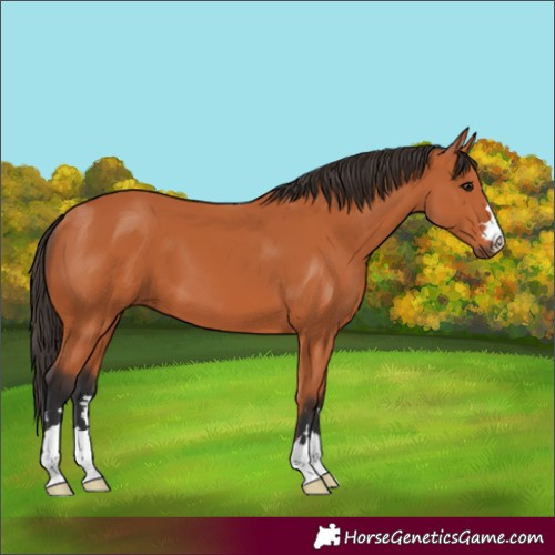 Horse Color:Bay 