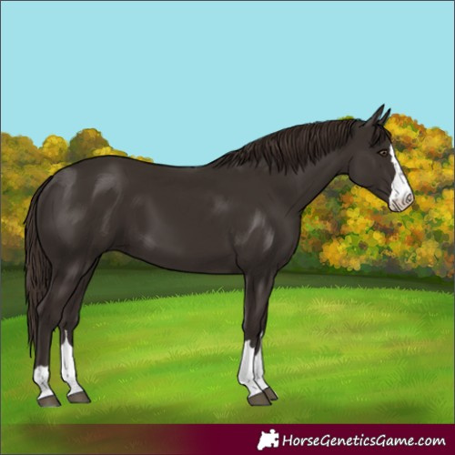 Horse Color:Liver Chestnut 