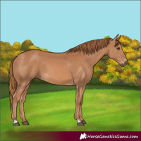 Horse Color:Chestnut 