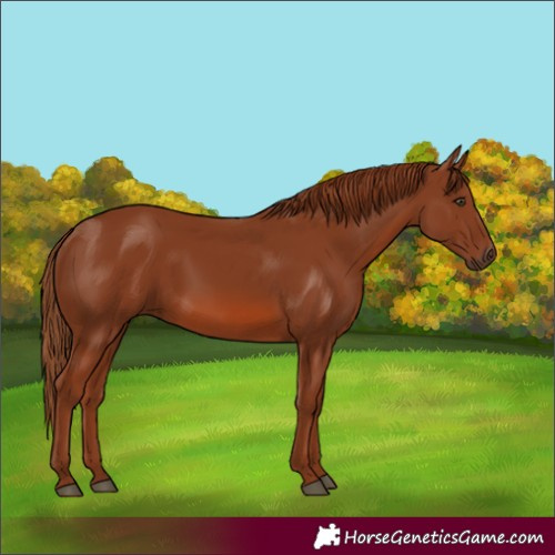 Horse Color:Chestnut 