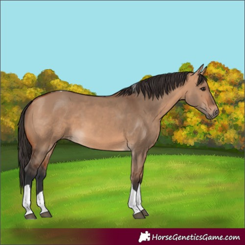 Horse Color:Bay Dun Tobiano 