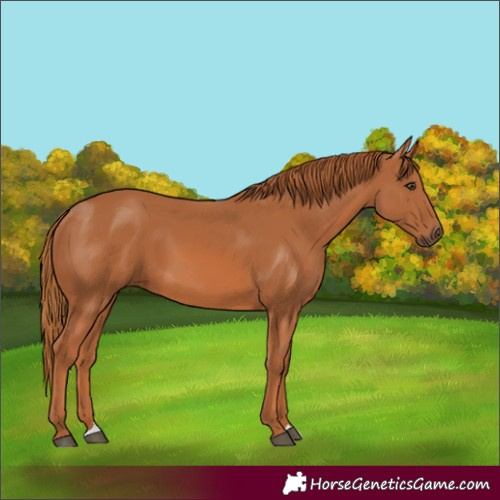 Horse Color:Chestnut 