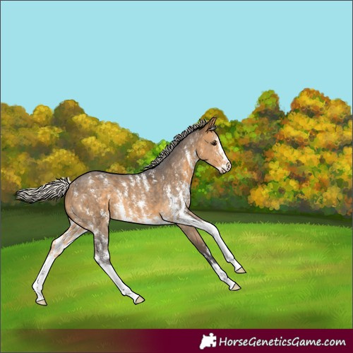 Horse Color:Silver Buckskin Sabino 