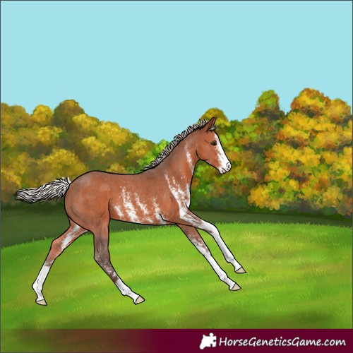 Horse Color:Silver Brown Sabino 