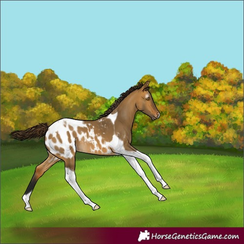 Horse Color:Gray Buckskin Dun Tobiano Blanket 