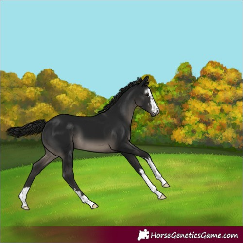 Horse Color:Gray Black 