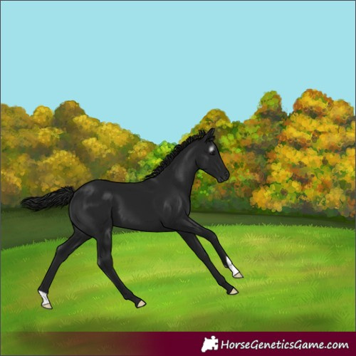 Horse Color:Gray Black 